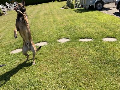 Milo the IKC Reg. Belgian Shepherd / Malinois