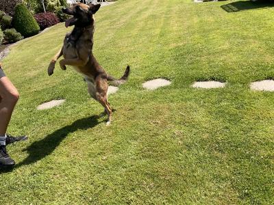 Milo the IKC Reg. Belgian Shepherd / Malinois