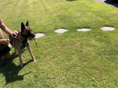 Milo the IKC Reg. Belgian Shepherd / Malinois