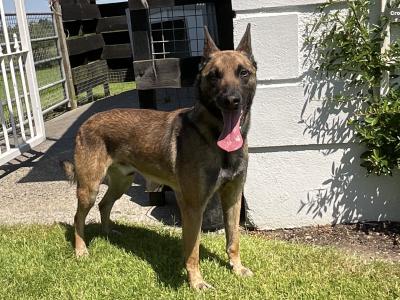 Milo the IKC Reg. Belgian Shepherd / Malinois