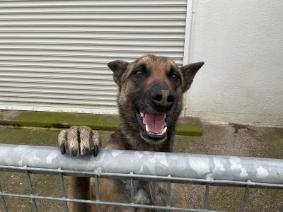 Milo the IKC Reg. Belgian Shepherd / Malinois