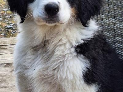 Beautiful Bernese Cross puppies for sale only one left