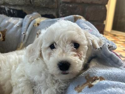 2 beautiful male Bichon Frise puppies in Kildare
