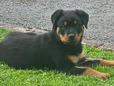 Fabulous rottweiler female puppy for sale