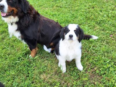 Beautiful Bernese Cross puppies for sale only one left