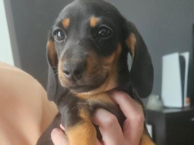 Dachshund Black and Tan Smooth Haired DOB 16th May 2025 Female only left