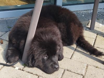 Quality, IKC Pedigree Newfoundland