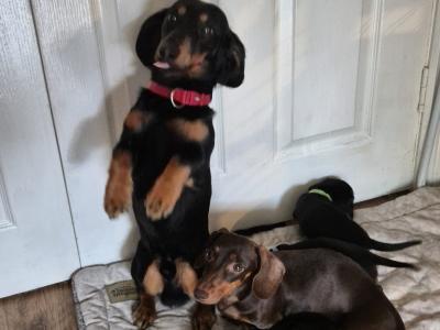 Dachshund (Miniature) Black and Tan Smooth Haired DOB 16th May 2025