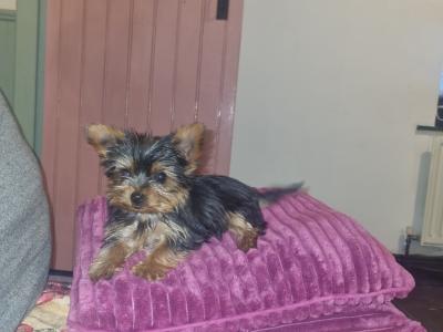 Beautiful Miniature Yorkshire Terrier puppies 🐶🐶 in Kilkenny