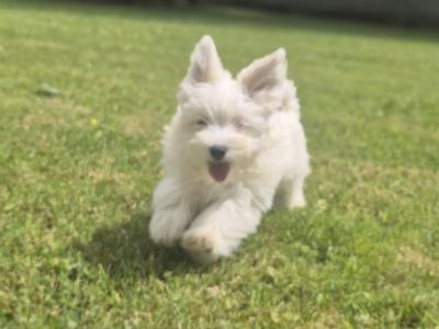 Maltese puppies in Limerick ready for their new homes