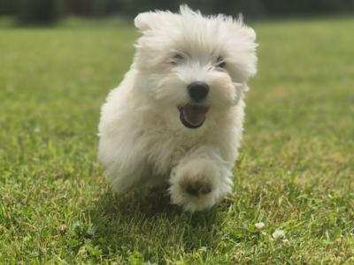 Maltese puppies in Limerick ready for their new homes