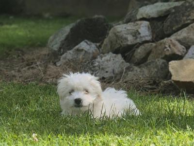 Maltese puppies in Limerick ready for their new homes