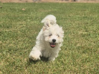 Maltese puppies in Limerick ready for their new homes
