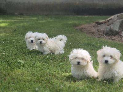 Maltese puppies in Limerick ready for their new homes