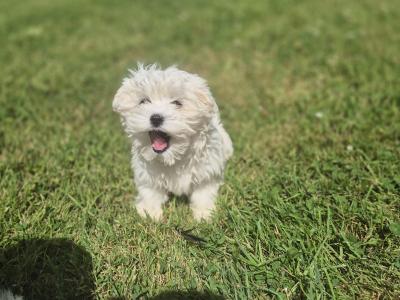 Maltese puppies in Limerick ready for their new homes