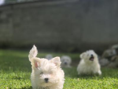 Maltese puppies in Limerick ready for their new homes