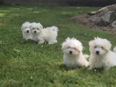 Maltese puppies in Limerick ready for their new homes