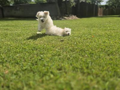 Maltese puppies in Limerick ready for their new homes