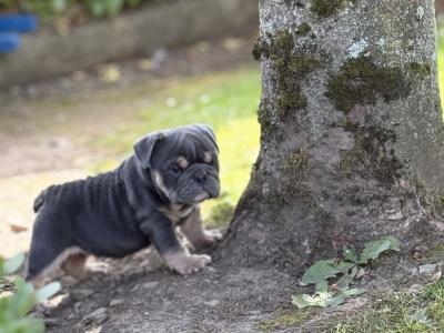 Male English Bulldog puppy