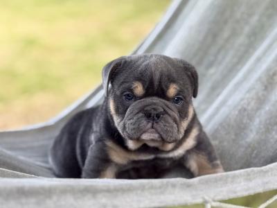 Male English Bulldog puppy