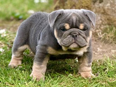 Male English Bulldog puppy in Tipperary