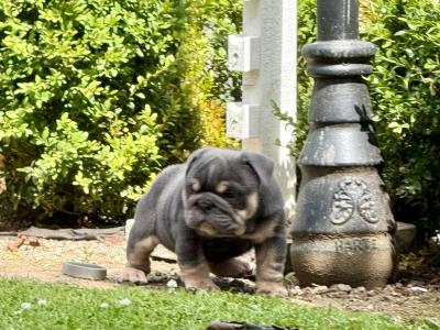 Male English Bulldog puppy