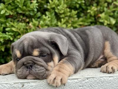 Male English Bulldog puppy