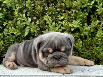 Male English Bulldog puppy