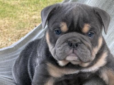 Male English Bulldog puppy
