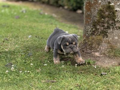 Male English Bulldog puppy