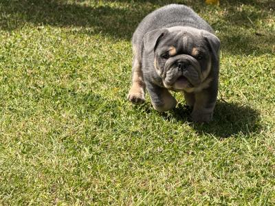 Male English Bulldog puppy