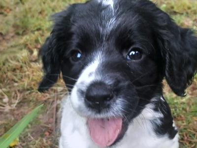 Springer Spaniel pups for sale