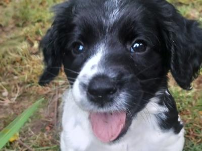 Springer Spaniel puppies for sale in Cork