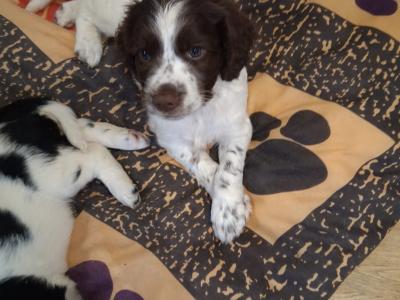 Springer Spaniel pups for sale