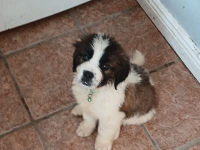 Beautiful IKC Registered(pending) St Bernard puppies in Dublin