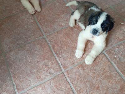 Beautiful IKC Registered(pending) St Bernard puppies in Dublin