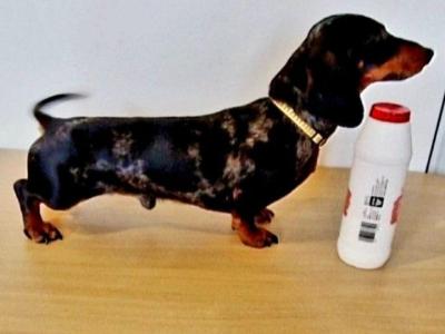 Minature Dachshund puppies for sale in Meath