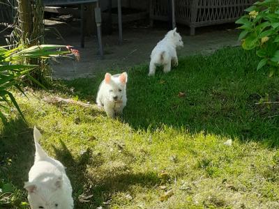 Purebred West Highland Terrier puppies in Wicklow