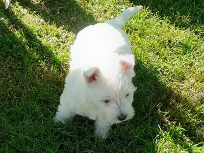 Purebred West Highland Terrier puppies in Wicklow