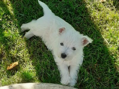Adorable West Highland Terrier puppies in Wicklow