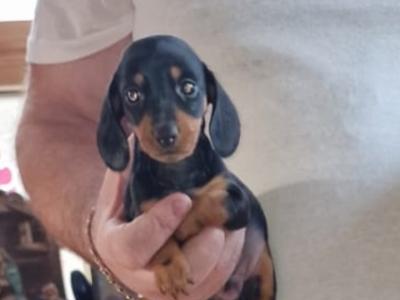 Minature Dachshund puppies for sale in Meath