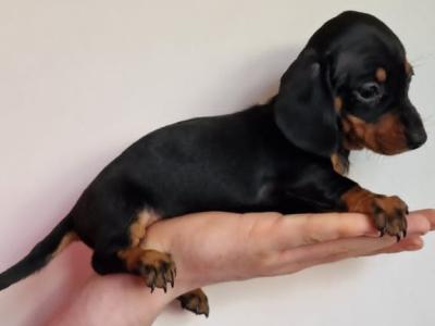 Minature Dachshund puppies for sale in Meath