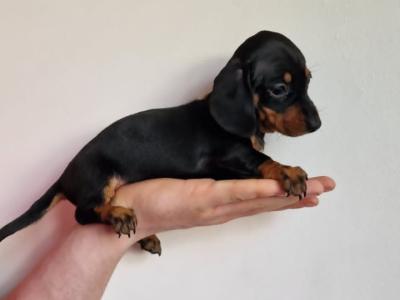 Minature Dachshund puppies for sale