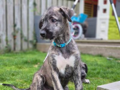 Irish Wolfhound puppies