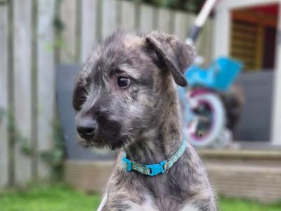 IKC Registered Irish Wolfhound puppies in Down