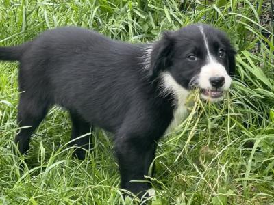 Border Collie × Borador puppies