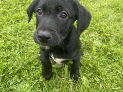 Border Collie × Borador puppies