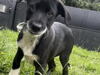 Border Collie × Borador puppies