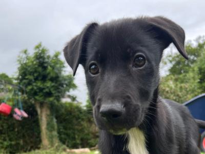 Border Collie × Borador puppies