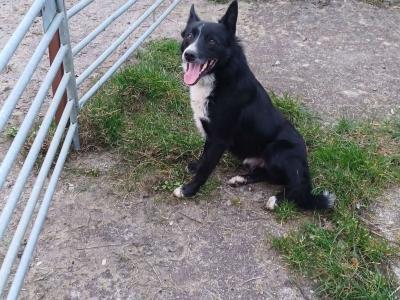 Border Collie × Borador puppies